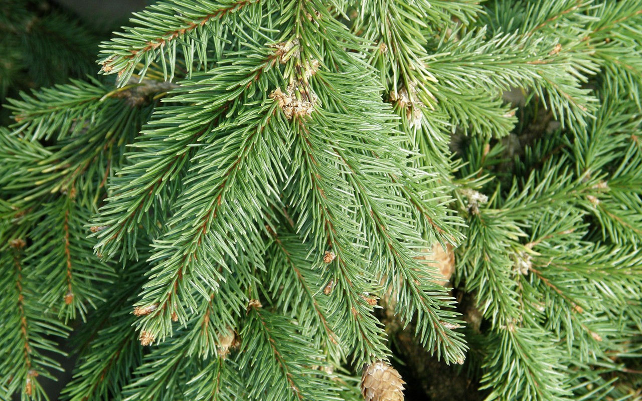 Ели 10 м. Ель европейская Picea Abies. Ель обыкновенная (европейская) – Picea Abies. Picea Abies хвоя. Ель европейская, или обыкновенная (p. Abies)..