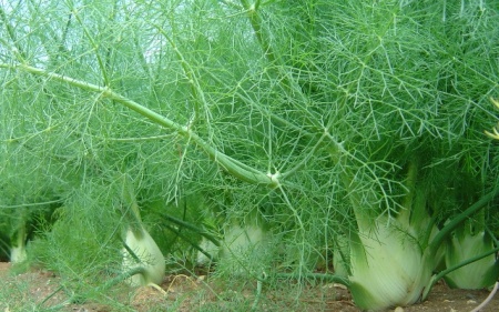 Эфирное масло "Фенхель" 10 мл