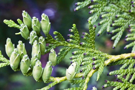 Эфирное масло "Туя" 10 мл