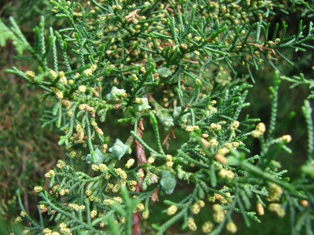 Эфирное масло "Кипарис" 10 мл