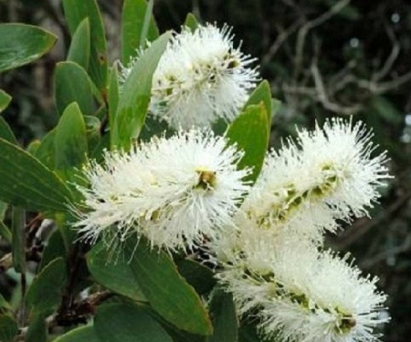 Эфирное масло "Кайепут" 10 мл