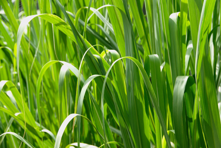 Эфирное масло "Пальмароза" 10 мл