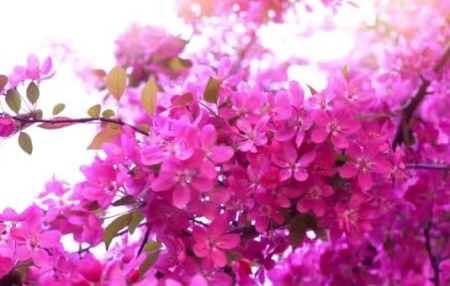 Эфирное масло "Розовое дерево" 10 мл