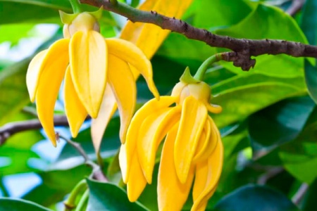 Эфирное масло "Иланг-иланг" 10 мл