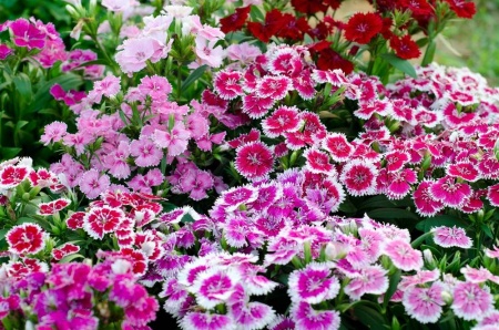 Эфирное масло "Гвоздика" 10 мл